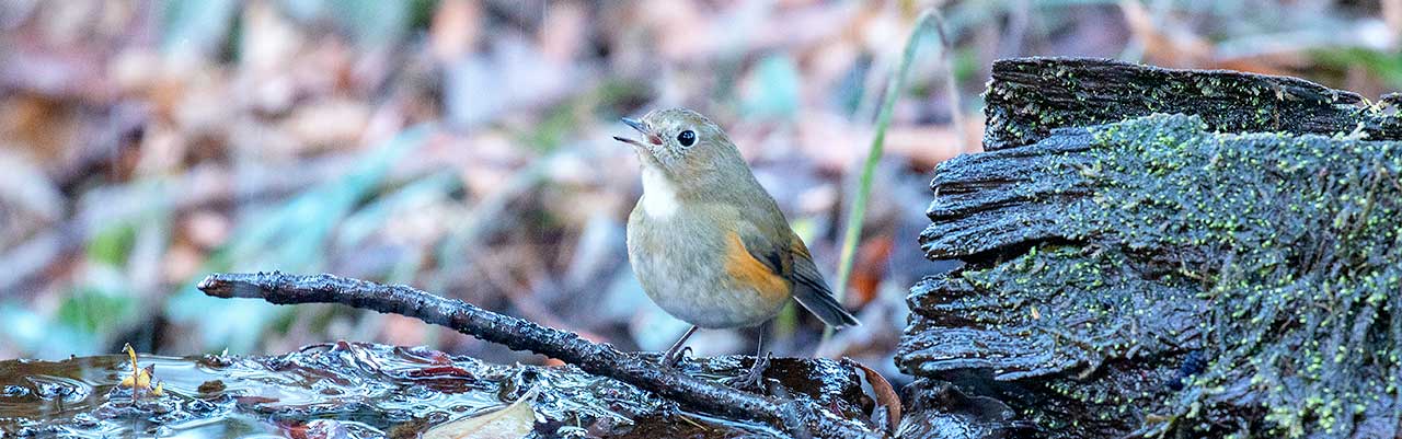 ホオジロ・弘法山公園にて