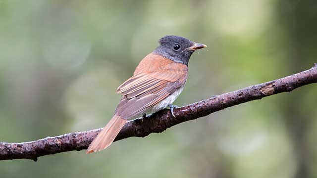 権現山の野鳥・2014夏