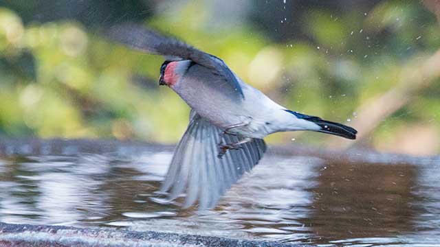 弘法山公園の野鳥