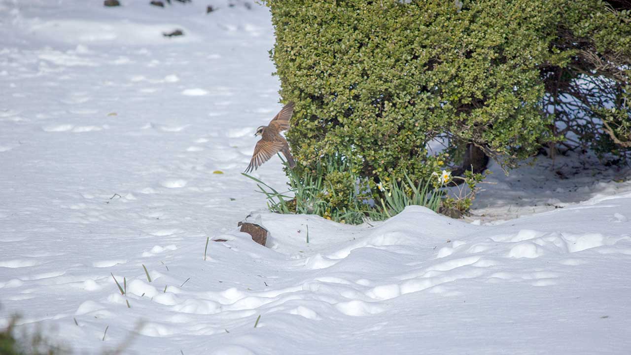秦野の雪