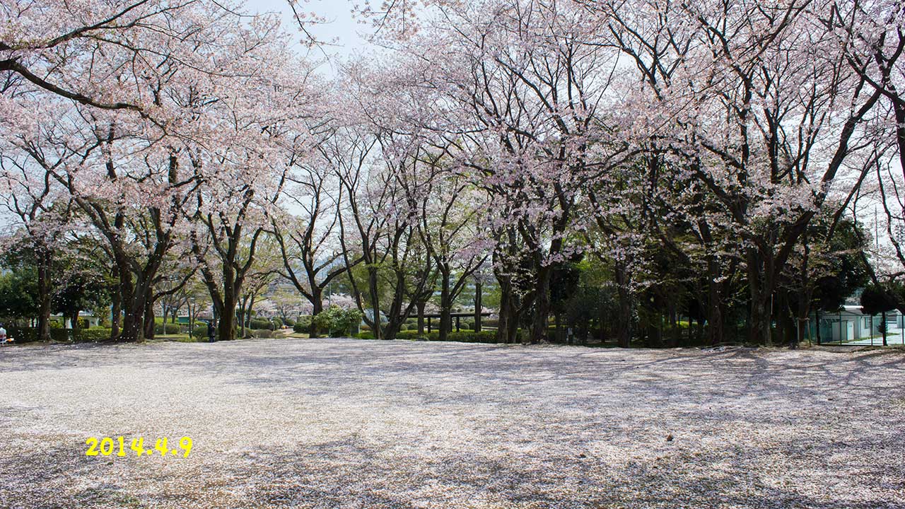 秦野の桜