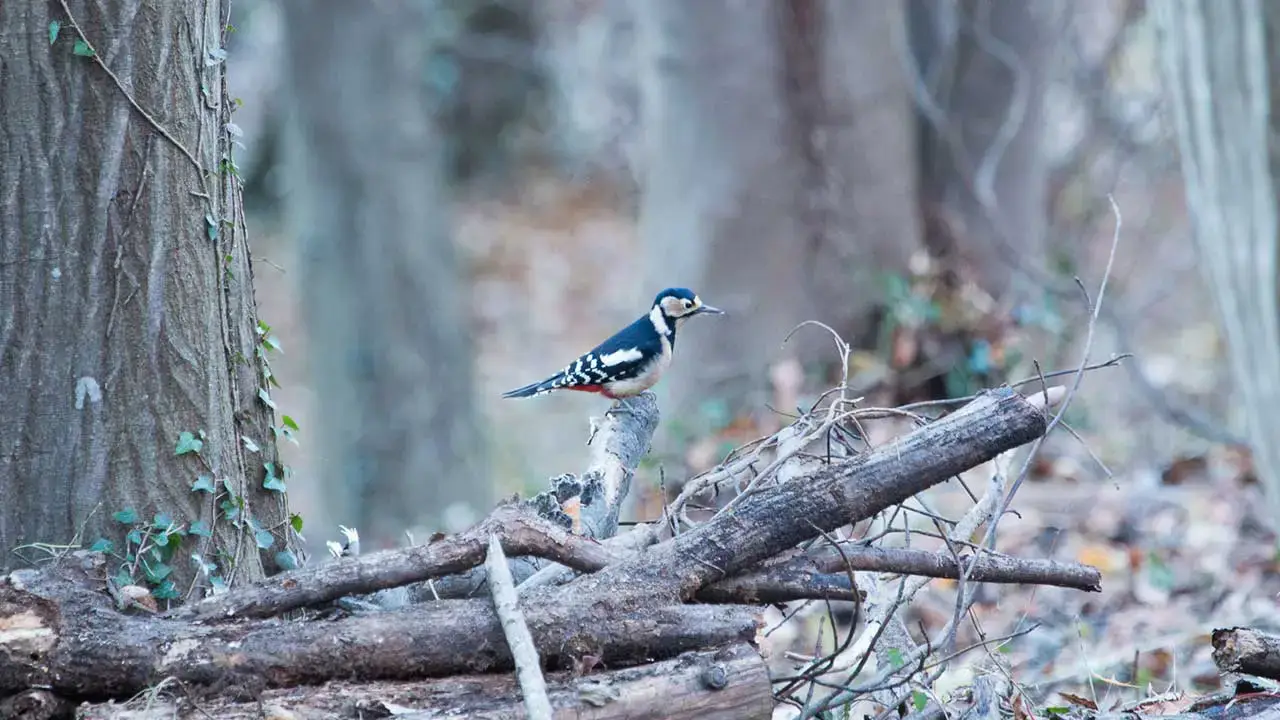 弘法山公園・権現山の野鳥