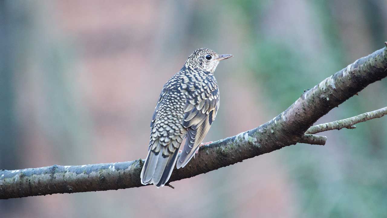 弘法山公園・権現山の野鳥