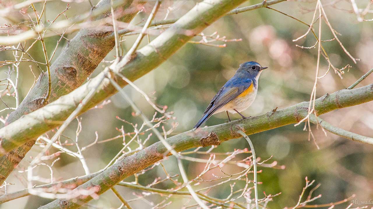 弘法山公園・権現山の野鳥