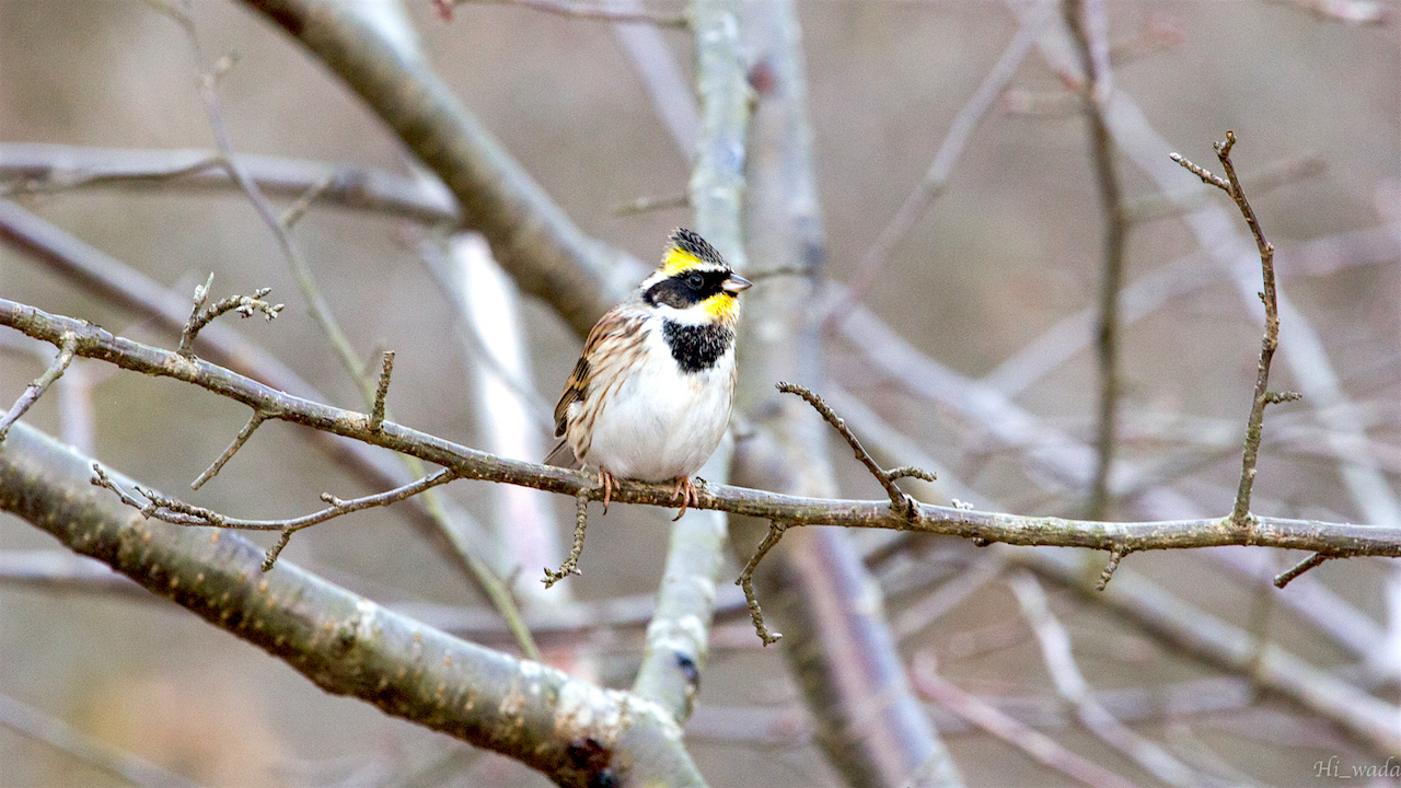 弘法山公園・権現山の野鳥