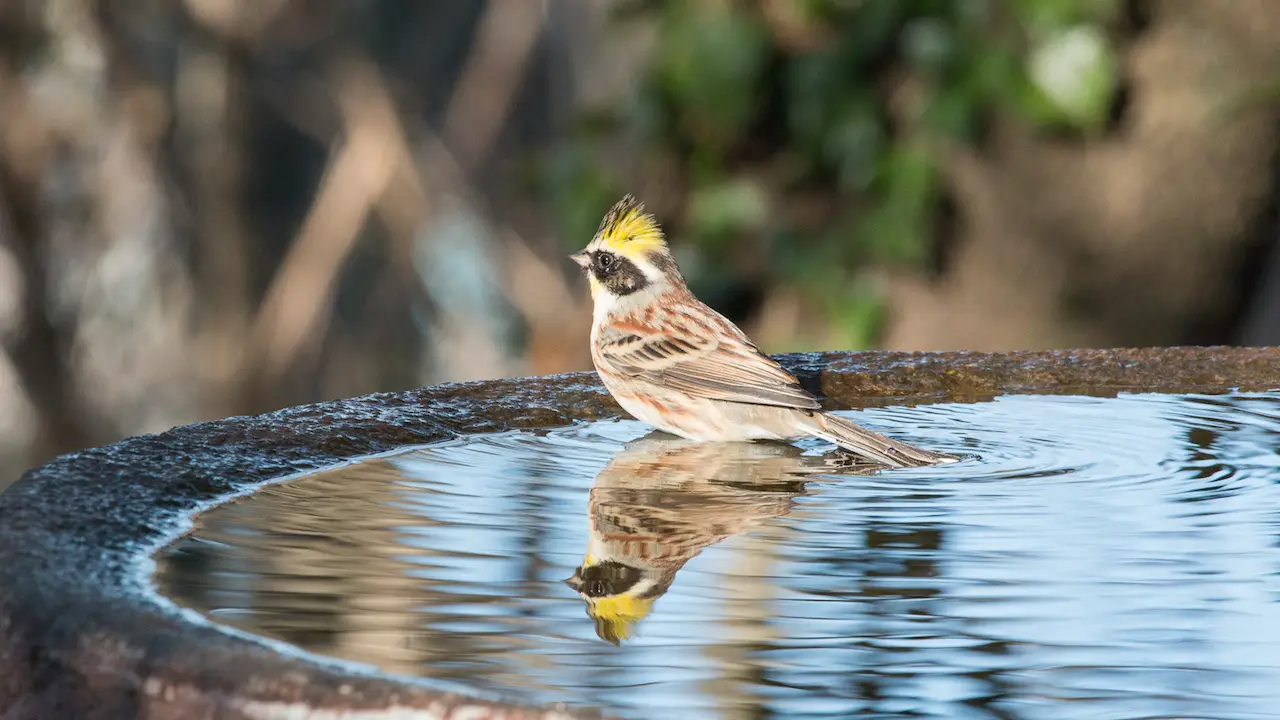 弘法山公園・権現山の野鳥