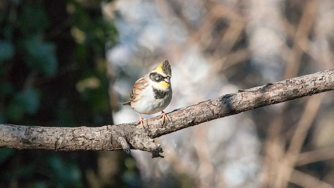 弘法山公園・権現山の野鳥