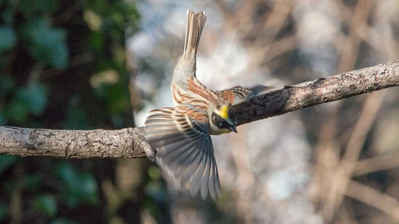 弘法山公園・権現山の野鳥