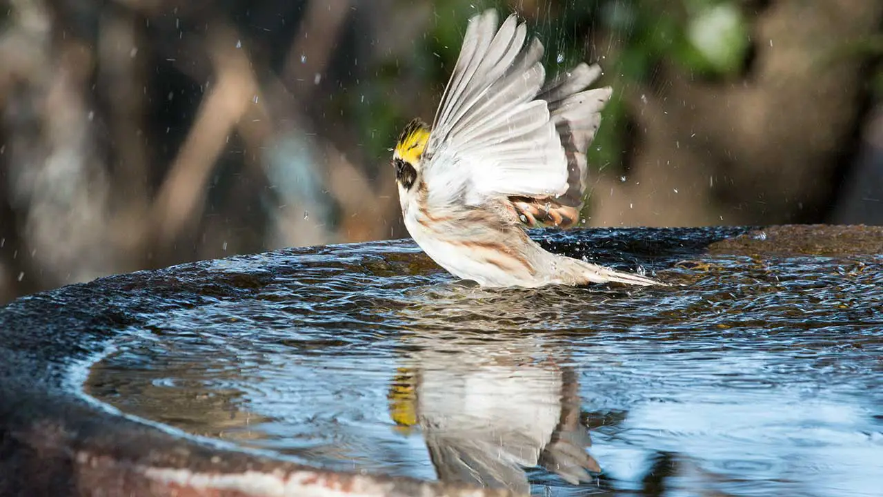 弘法山公園・権現山の野鳥