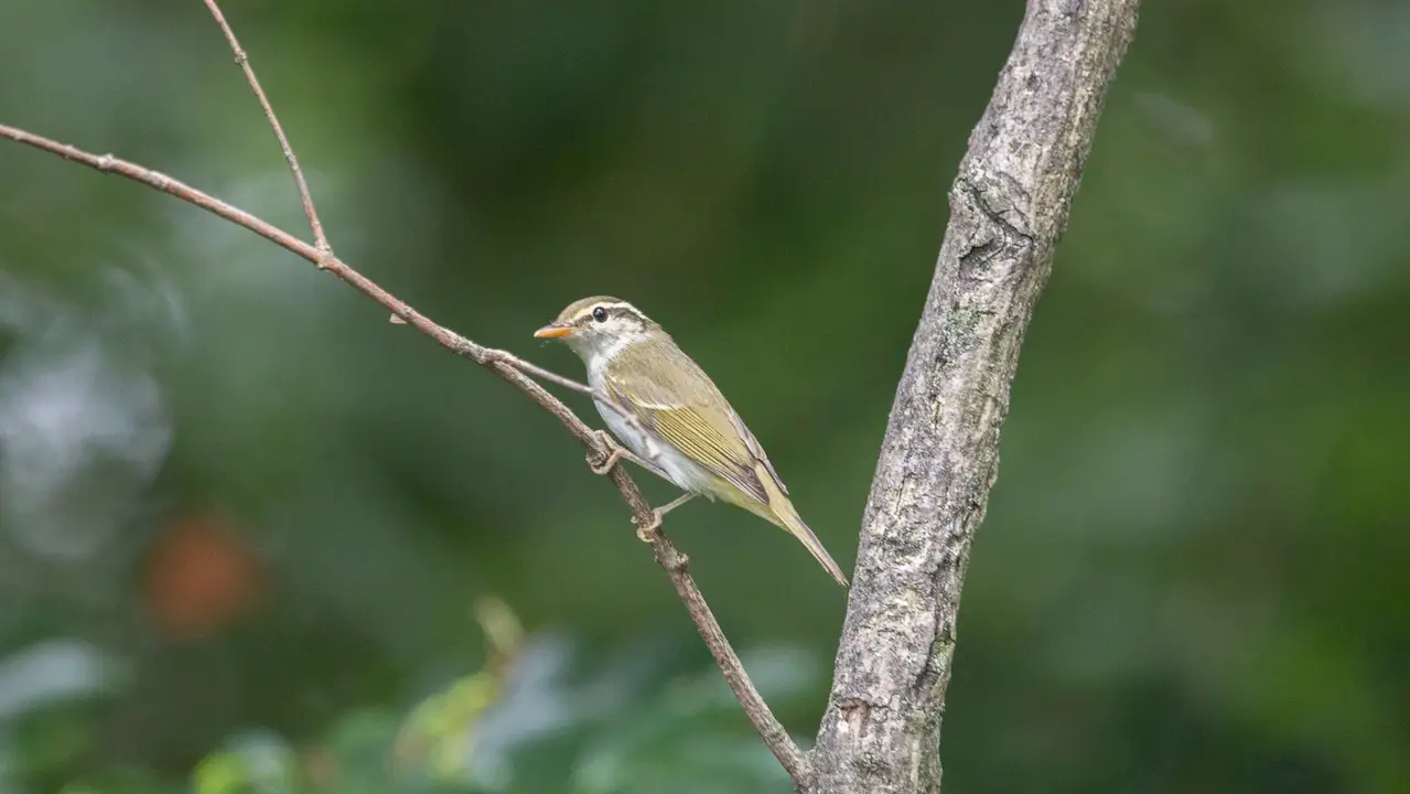 弘法山公園・権現山の野鳥