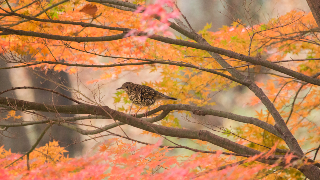 弘法山公園・権現山の野鳥