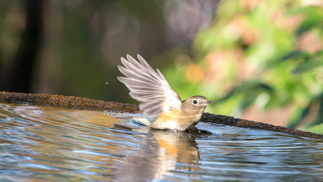 弘法山公園・権現山の野鳥