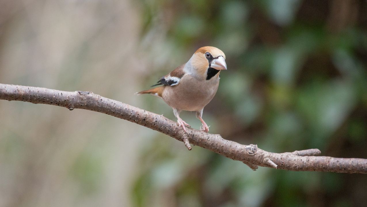 弘法山公園・権現山の野鳥