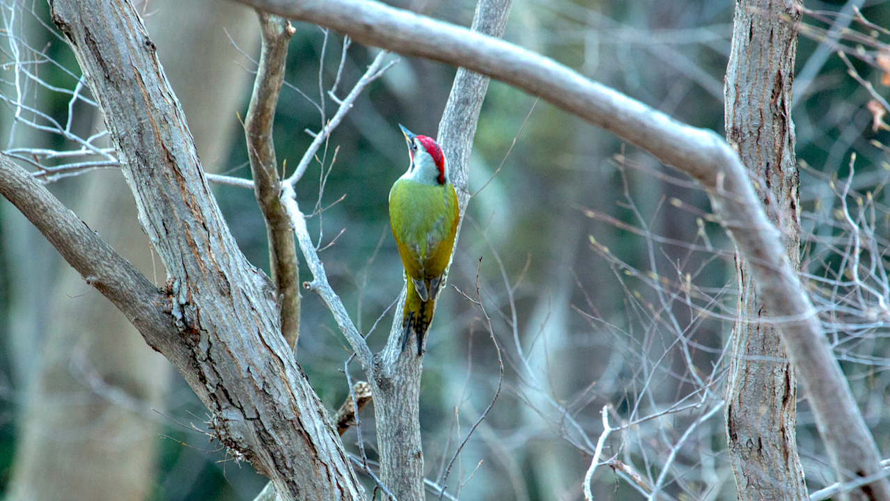 弘法山公園・権現山の野鳥