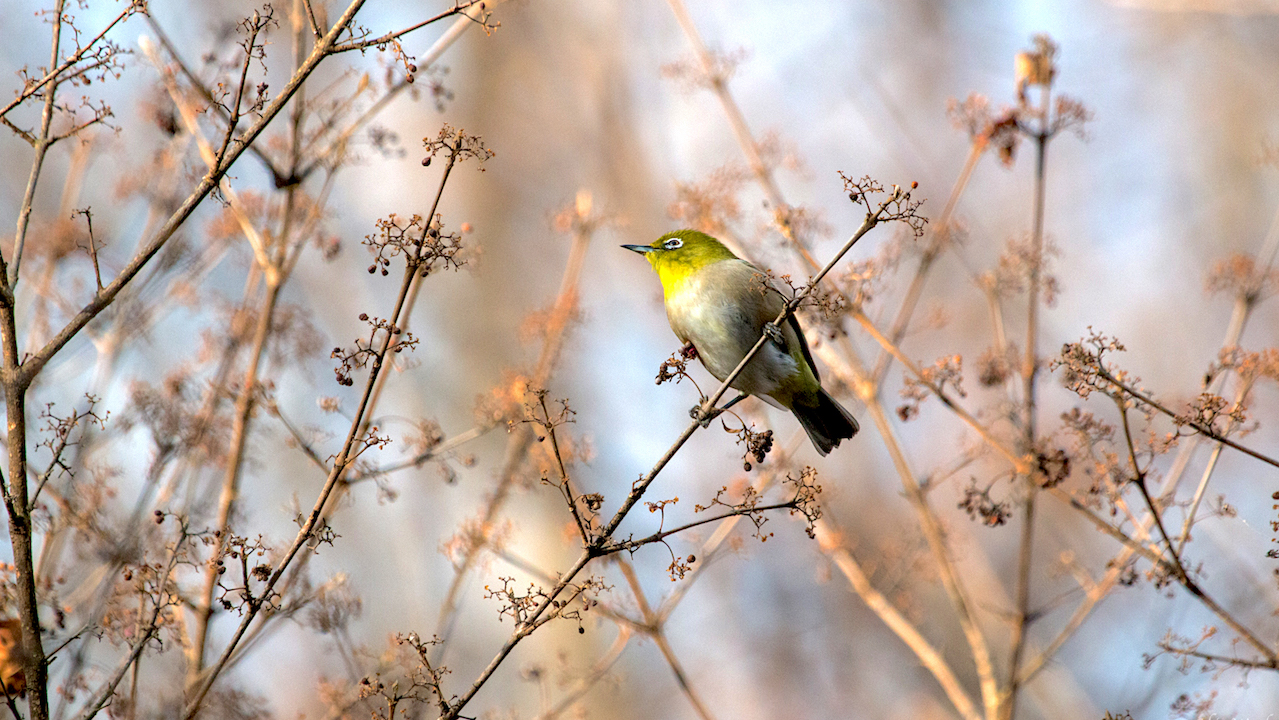 弘法山公園・権現山の野鳥