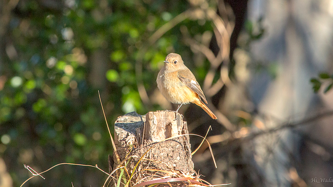 弘法山公園・権現山の野鳥