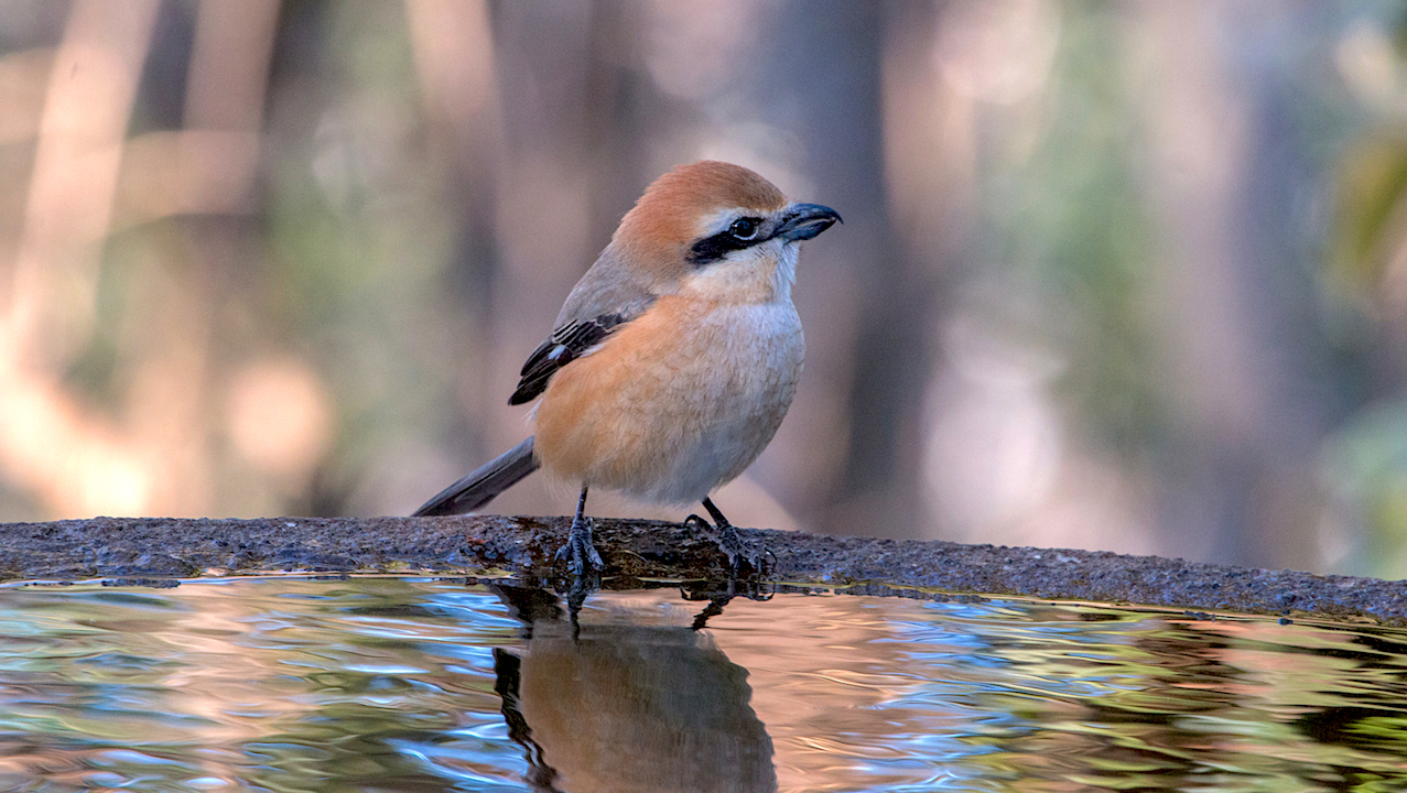 弘法山公園・権現山の野鳥