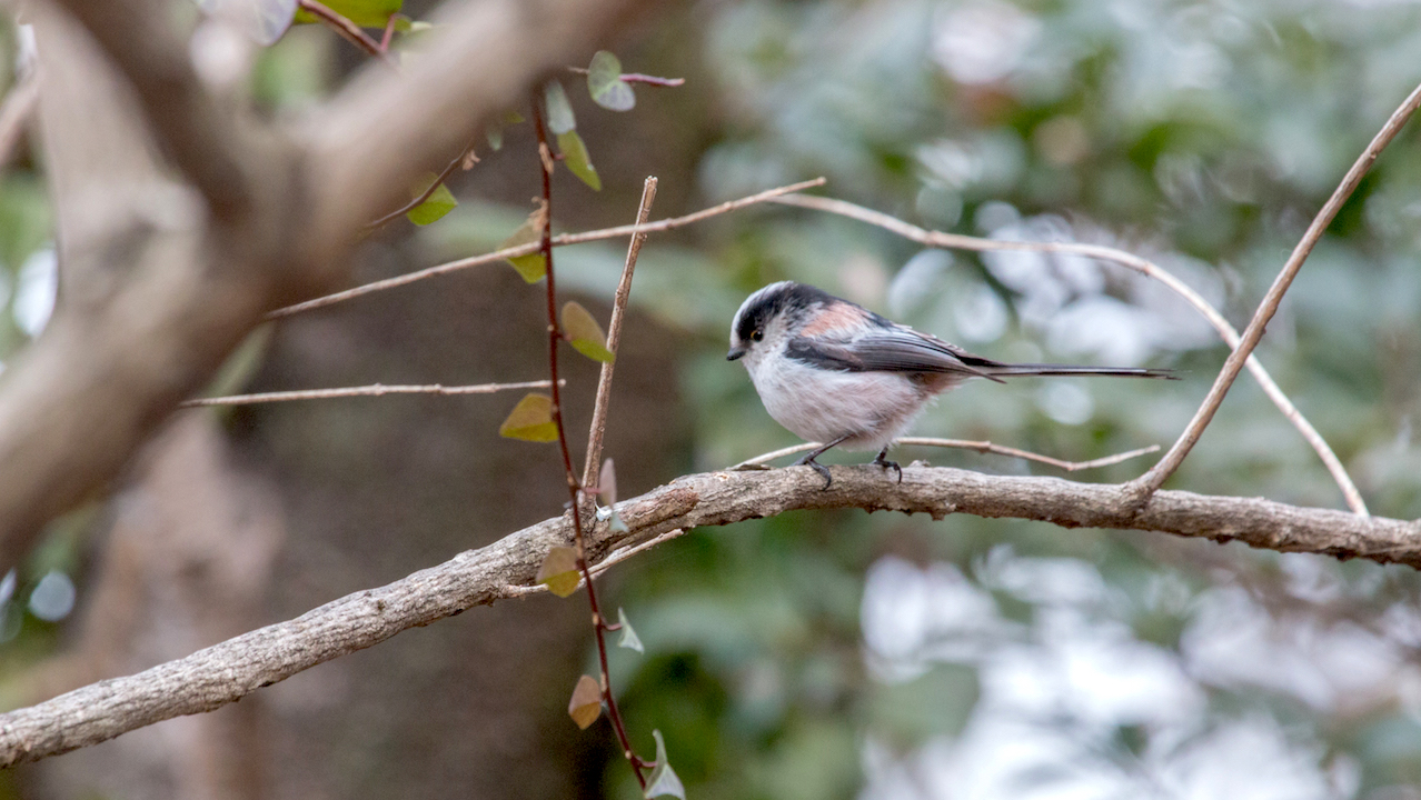 弘法山公園・権現山の野鳥