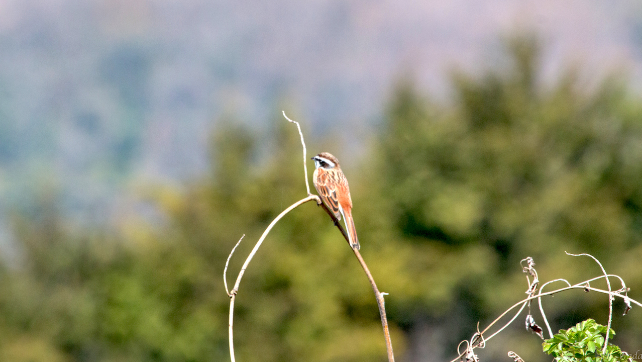 弘法山公園・権現山の野鳥