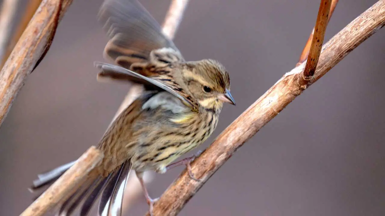 権現山の野鳥・アオジ