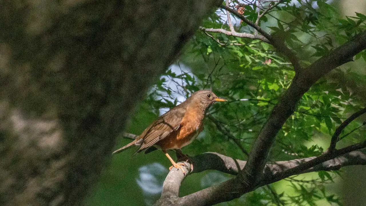 権現山の野鳥・アカハラ