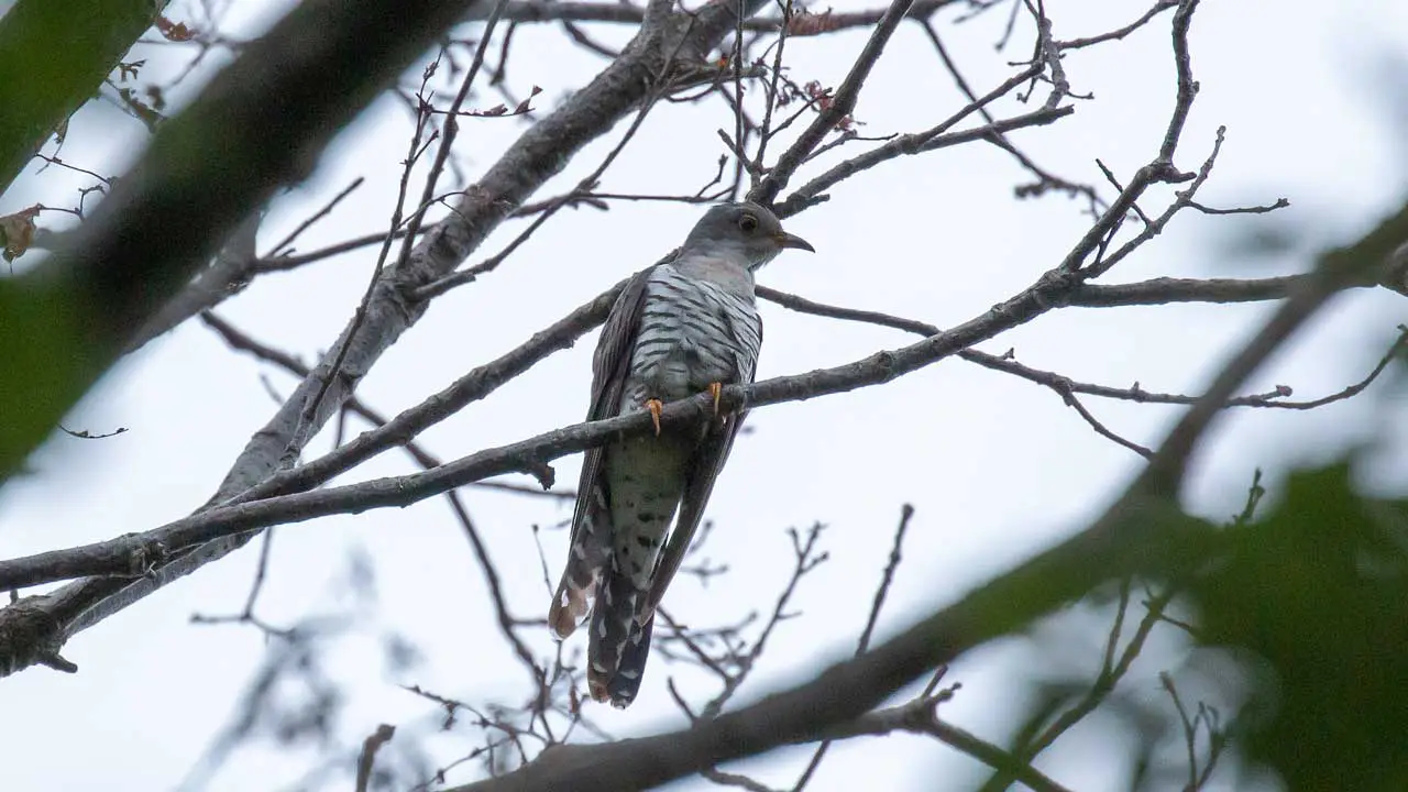 権現山の野鳥・ホトトギス