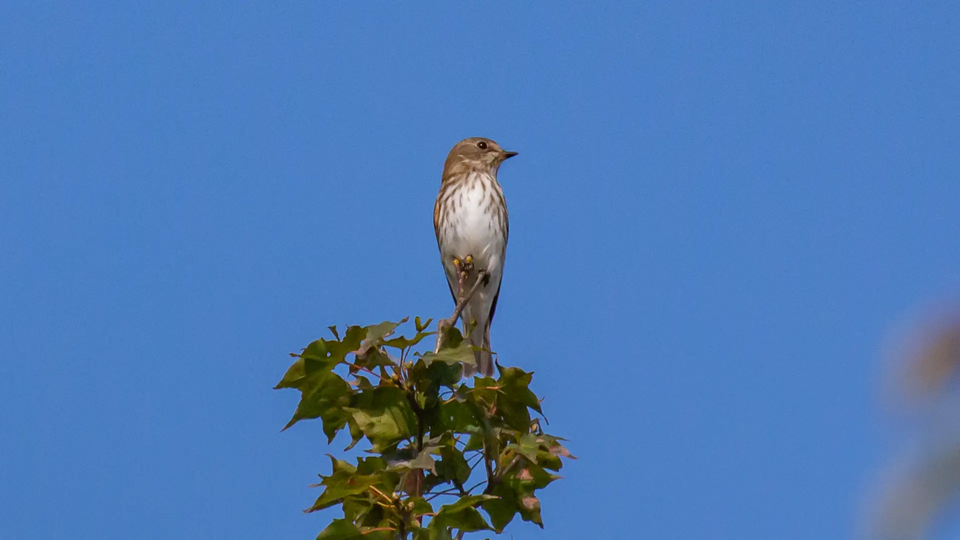 弘法山公園・権現山の野鳥