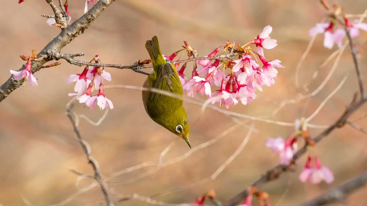 メジロと寒緋桜