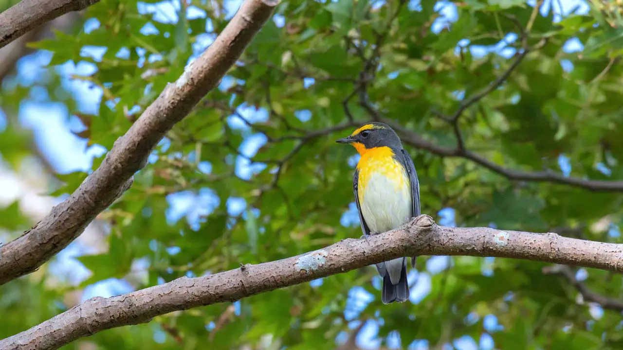 権現山の野鳥・キビタキ