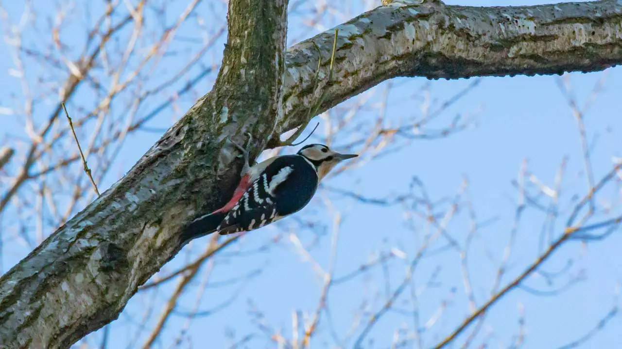 権現山の野鳥・アカゲラ