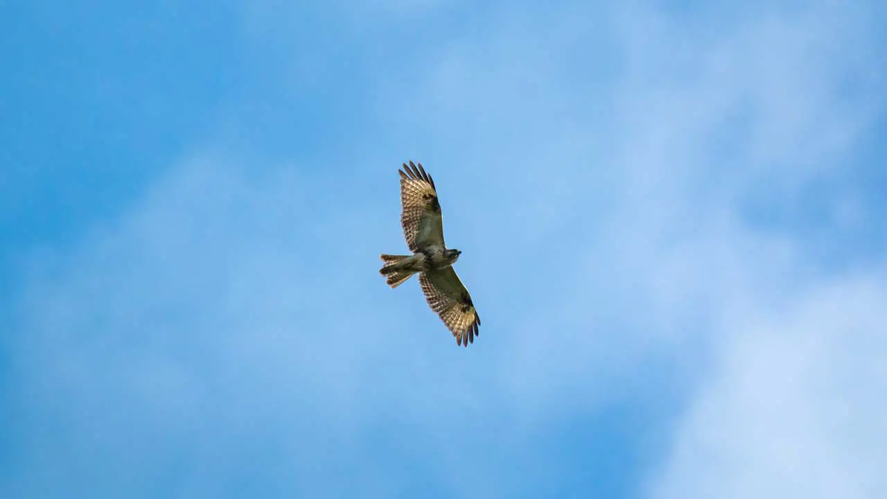 権現山の野鳥