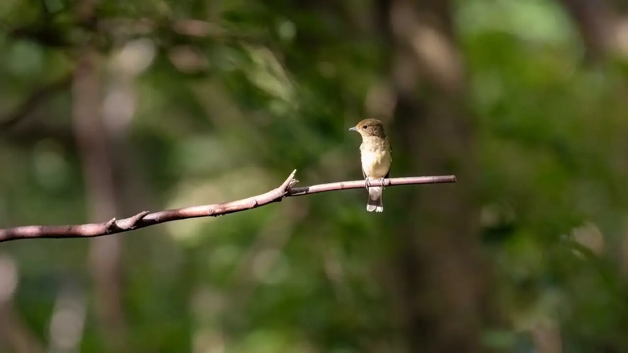 権現山の野鳥