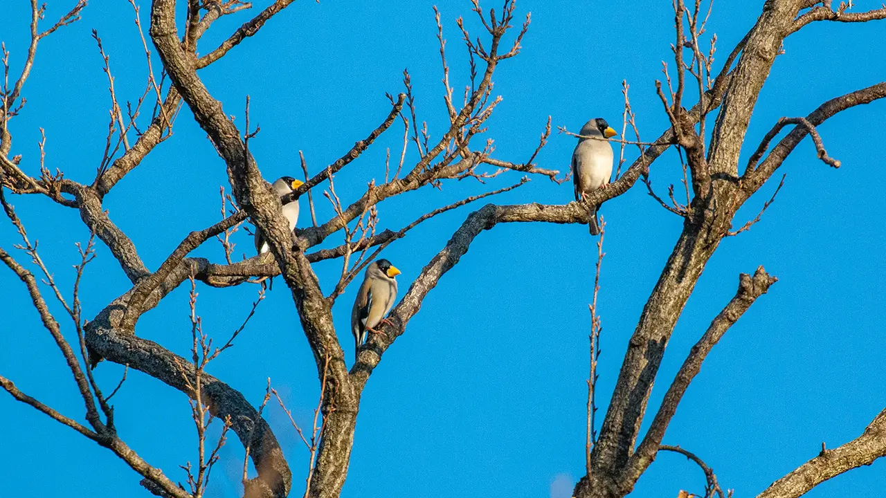 権現山の野鳥