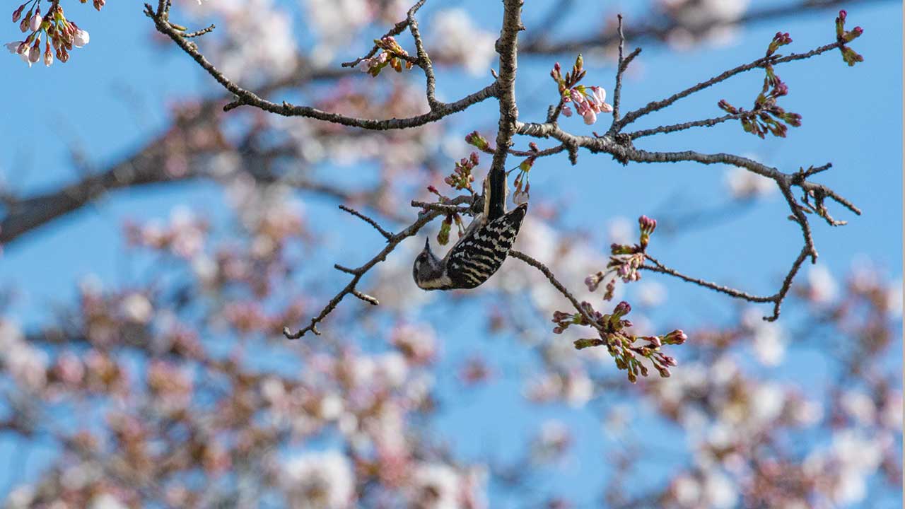 権現山の野鳥