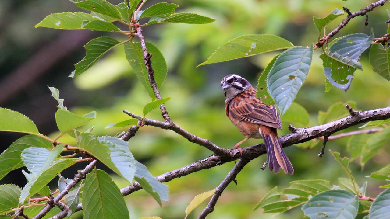 権現山の野鳥