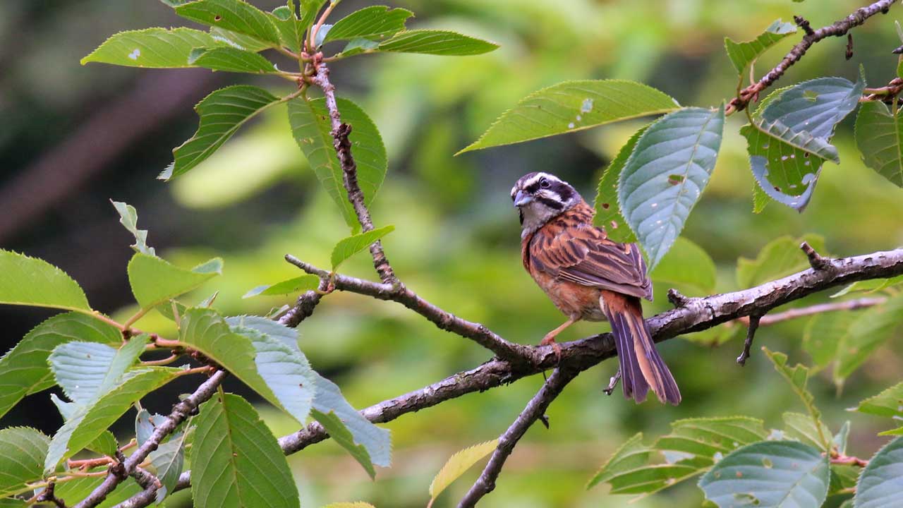 権現山の野鳥