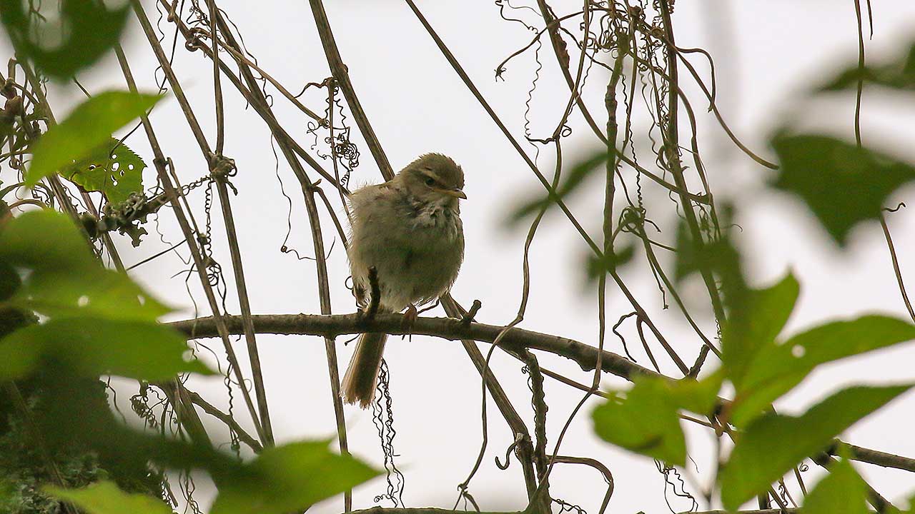 権現山の野鳥