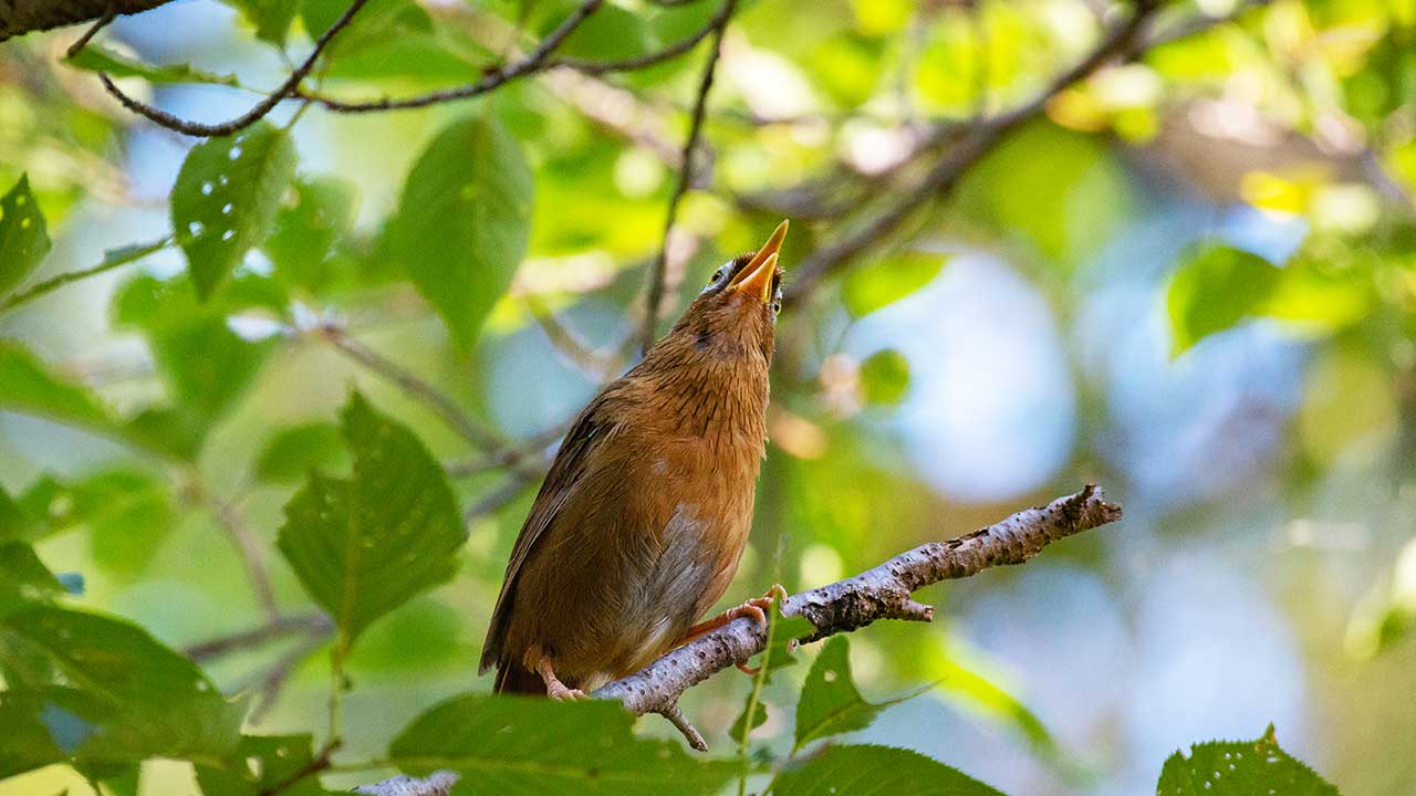 権現山の野鳥・ガビチョウ