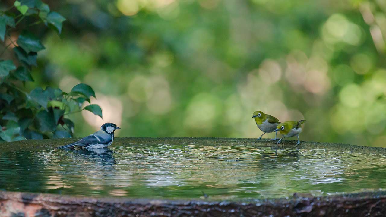 権現山の野鳥