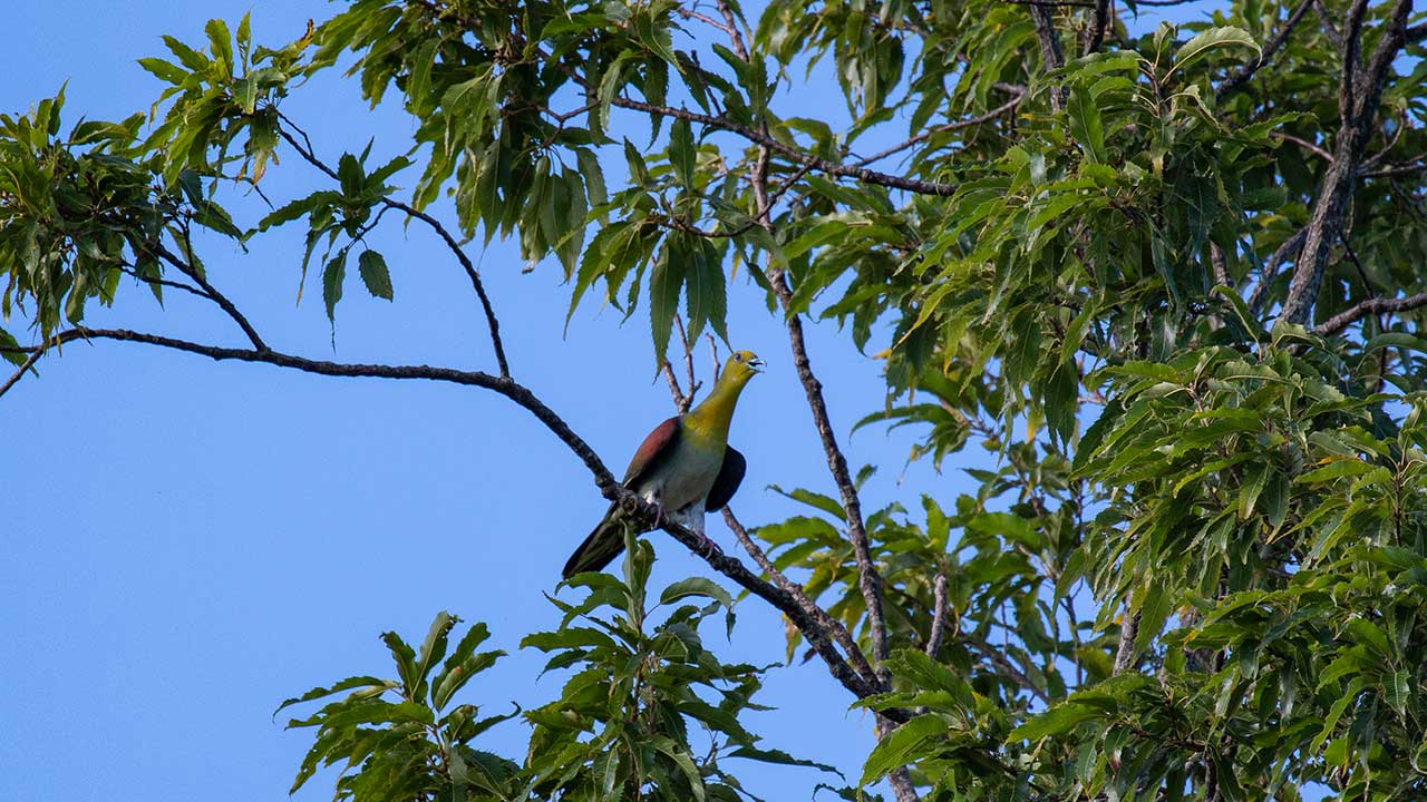 権現山の野鳥