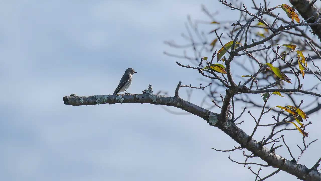 権現山の野鳥