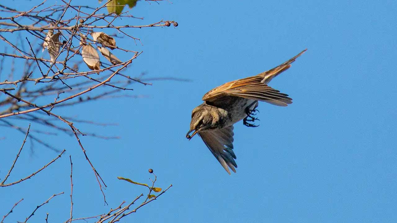 権現山の野鳥