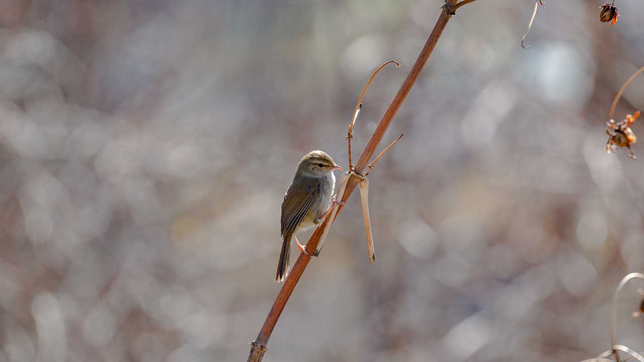 権現山の野鳥