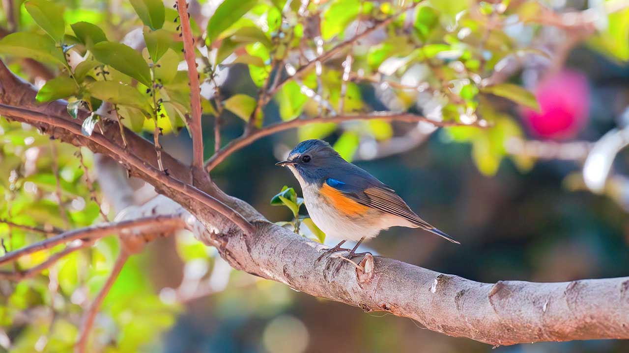 弘法山公園・権現山の野鳥