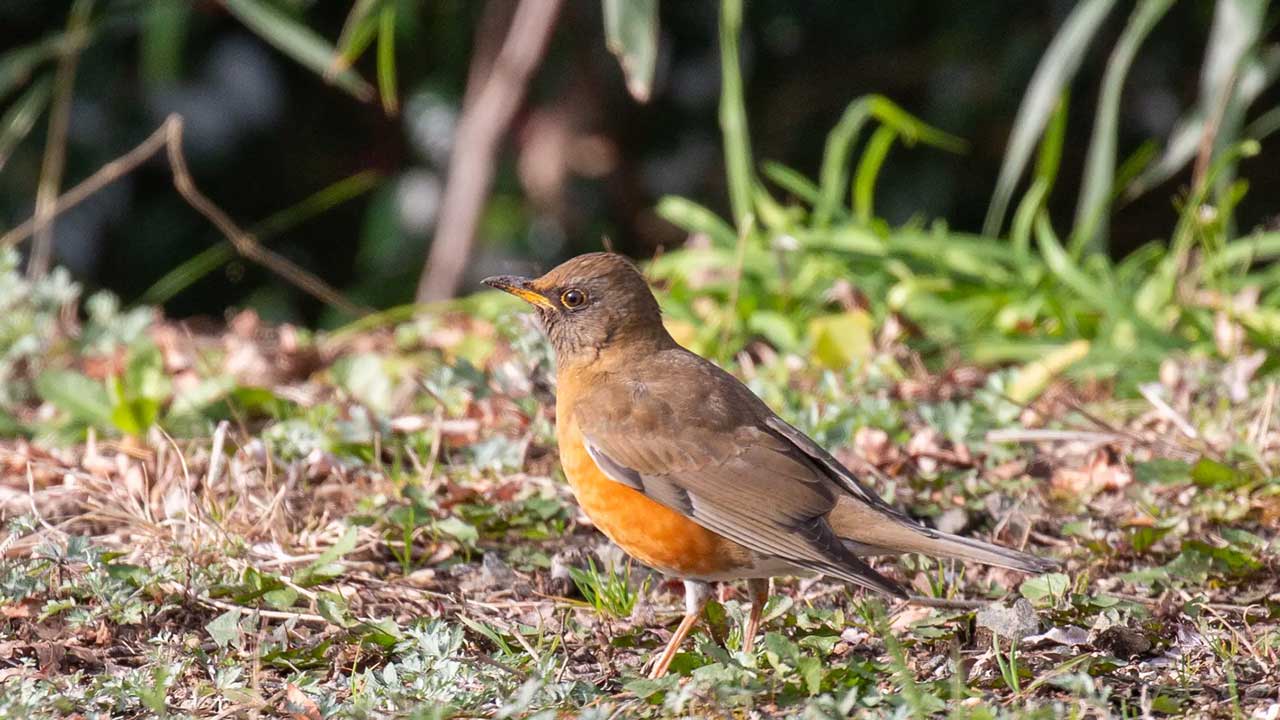 弘法山公園・権現山の野鳥