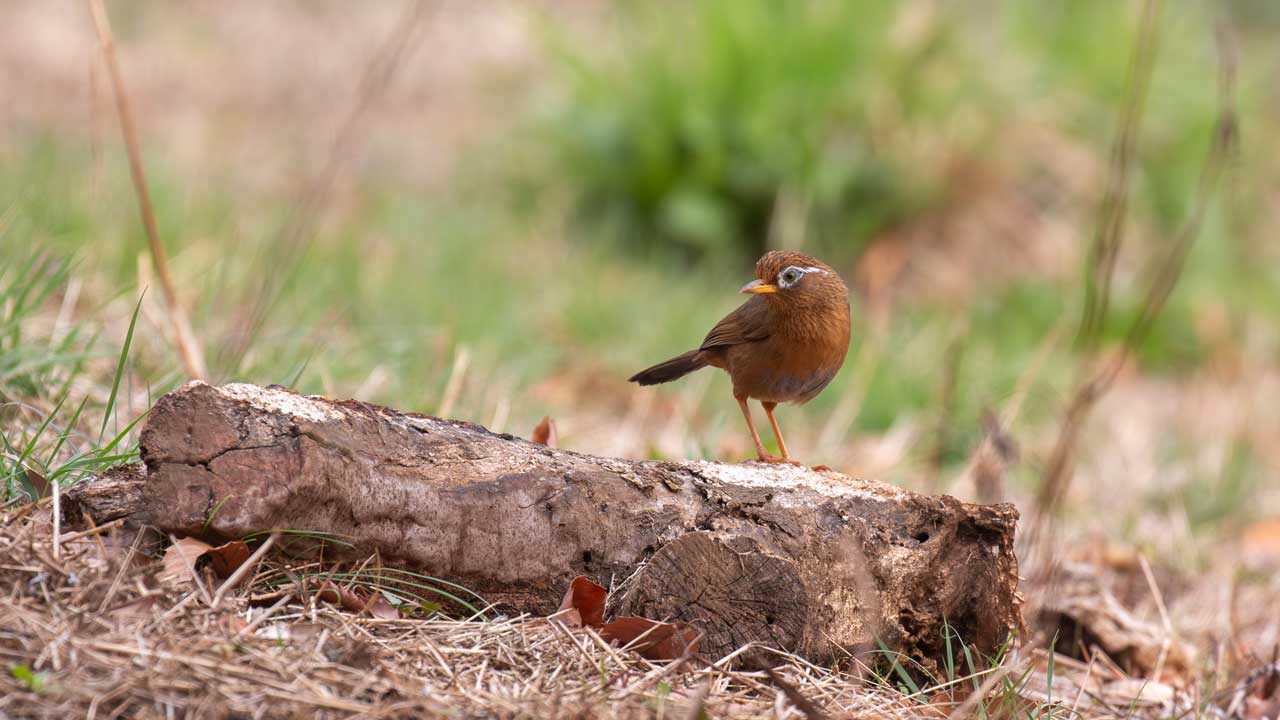 弘法山公園・権現山の野鳥