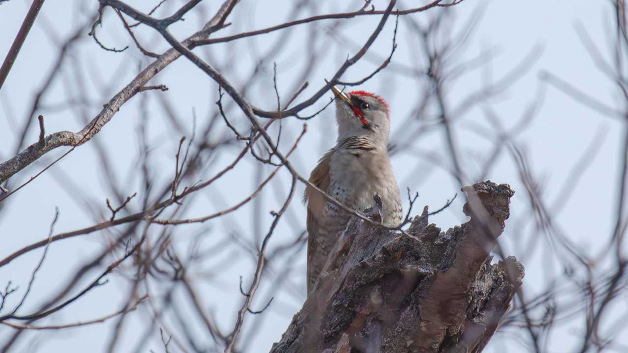 弘法山公園・権現山の野鳥