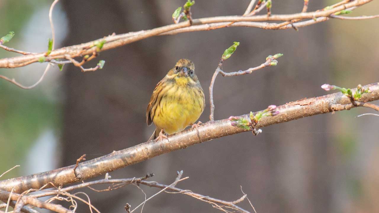 弘法山公園・権現山の野鳥