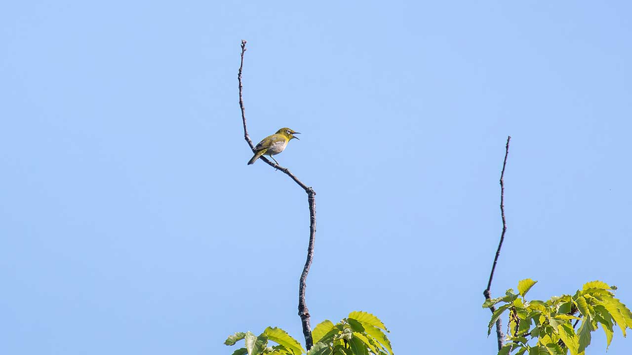 弘法山公園・権現山の野鳥
