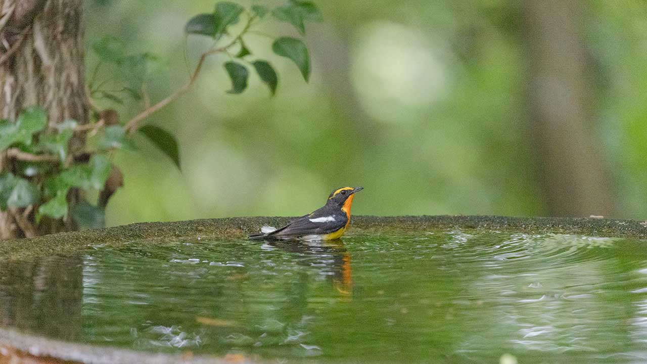 キビタキ 弘法山公園・権現山の野鳥
